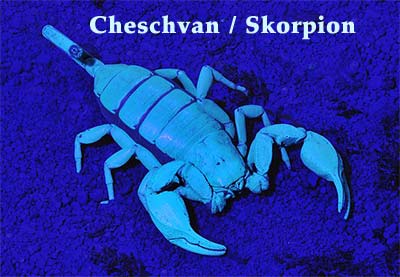 Cheschvan/Skorpion